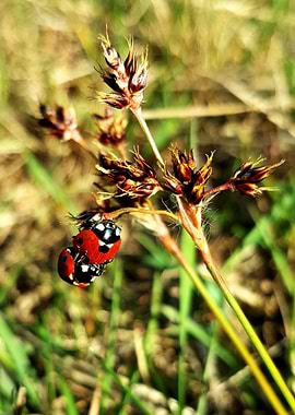 Ladybug