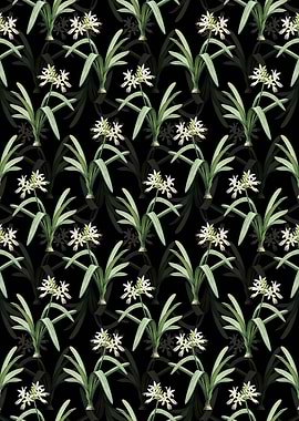 Black Pancratium Illyricum