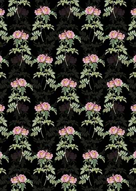 Black Shining Rosa Lucida