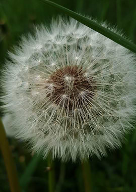Dandelion