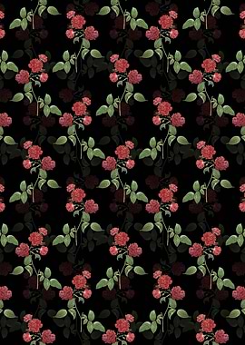 Red Cabbage Rose in Bloom