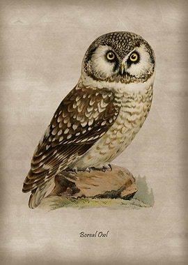Boreal Owl