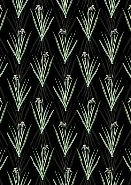 Stinking Iris Pattern