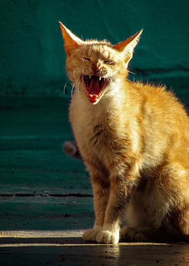 Cat Cats Feline Kitty