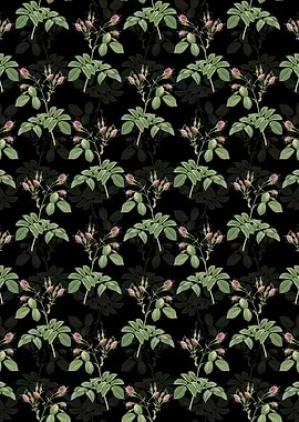 Floral Evrats Rose Pattern