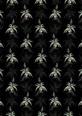 Lachenalia Lanceaefolia