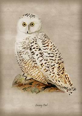 Snowy Owl 2