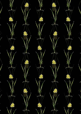 Ixia Fusco Citrina Pattern