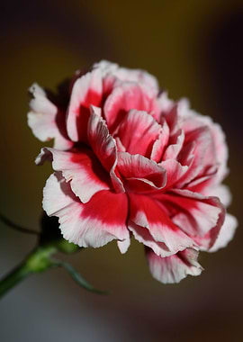 Dianthus flower blossoming