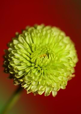 Green chrysanthemum macro
