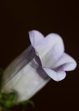 Flower blossom close up
