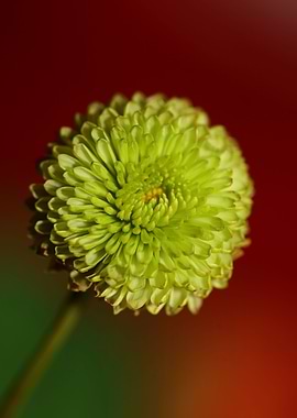 Chrysanthemum green flower