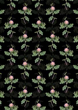 Black Pink Sweetbriar Rose