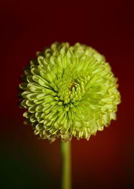 Chrysanthemum flower macro
