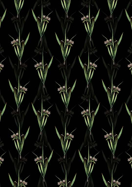 White Baboon Root Pattern