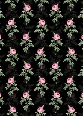 Black Provence Rose Bloom