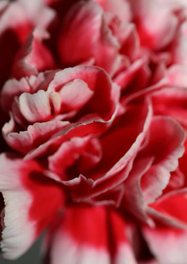 Dianthus flower blossoming