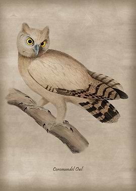 Coromandel Owl