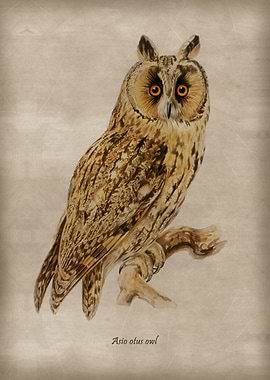 Asio otus owl