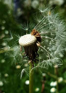 Dandelion