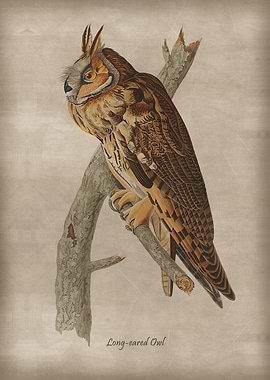 Long eared Owl