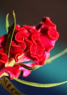 Red Celosia flower blossom