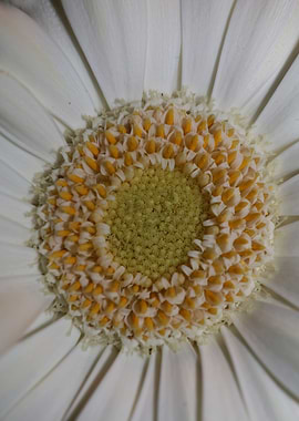 Flower blossoming close up
