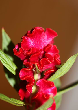Red Celosia flower blossom