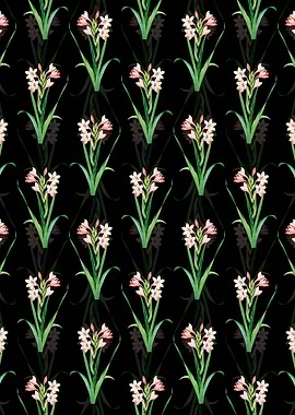 Gladiolus Saccatus Pattern