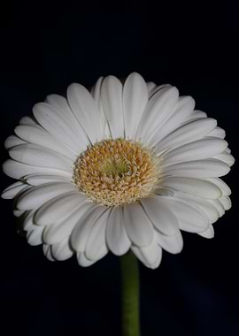 White Gerbera flower macro