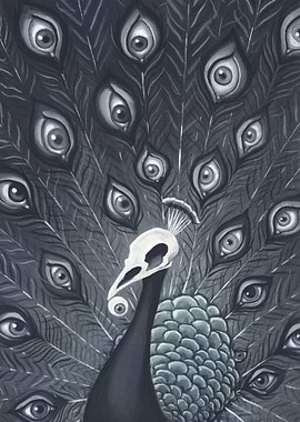 Pavo Cristatus Peacock