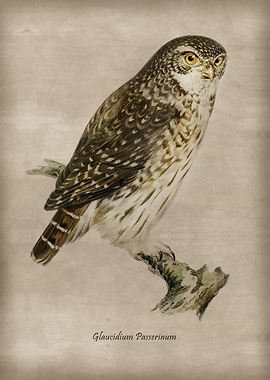Glaucidium Passerinum