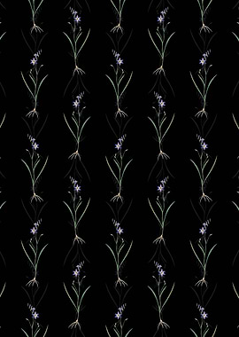 Black Ixia Secunda Pattern