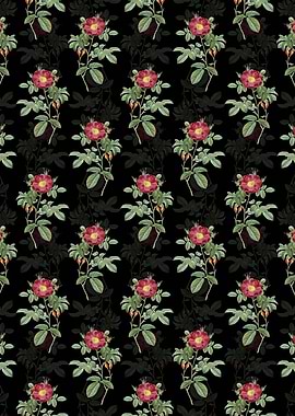 Red Portland Rose Pattern