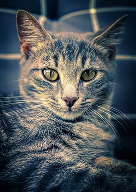 Cat Cats Feline Kitty