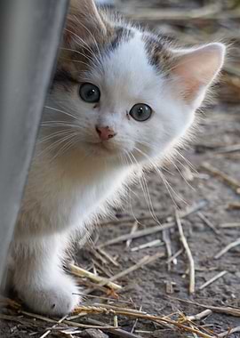 Cat Cats Feline Kitty