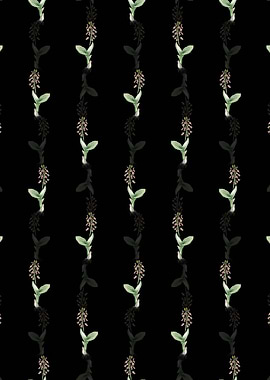 Black Brown Widelip Orchid