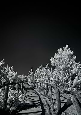 Snow Bridge Crossing