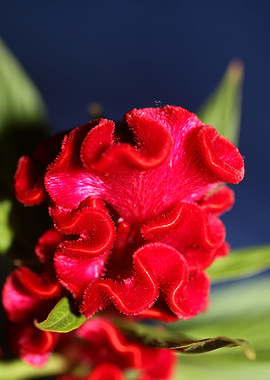 Red Celosia flower blossom