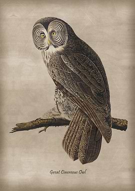 Great Cinereous Owl