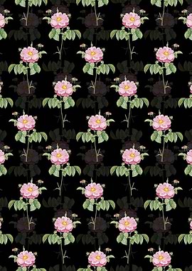 Speckled Provins Rose