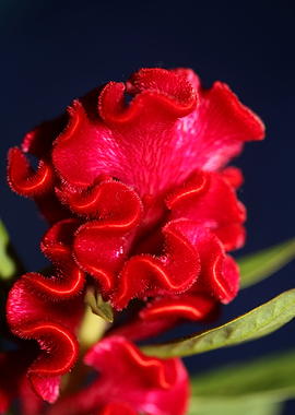 Red Celosia flower blossom