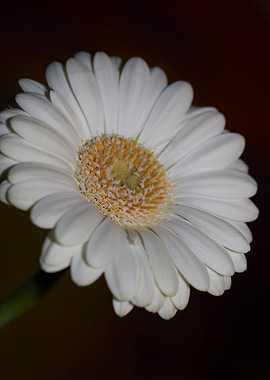 Flower blossoming close up