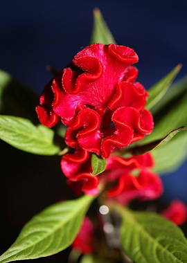Red Celosia flower blossom
