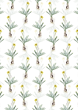 Narcissus Gouani Pattern