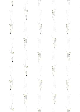 Ornithogalum Spathaceum