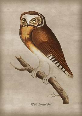 White fronted Owl