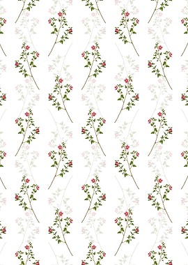 Cape African Queen Pattern