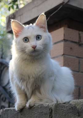Cat Cats Feline Kitty