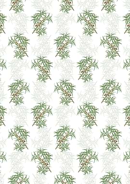 White Common Sea Buckthorn